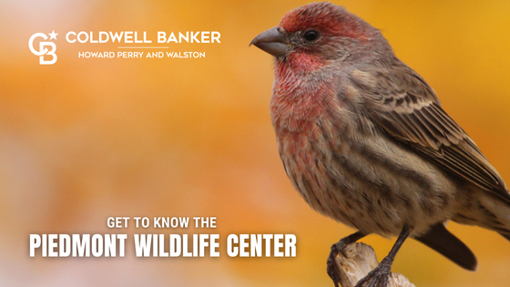 Piedmont Wildlife Center